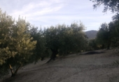 Non-developable land for sale in Quesada ref: TR53392 photo