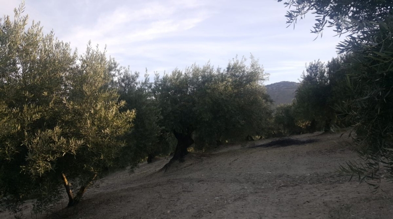 Jaén - Quesada - 15700m2