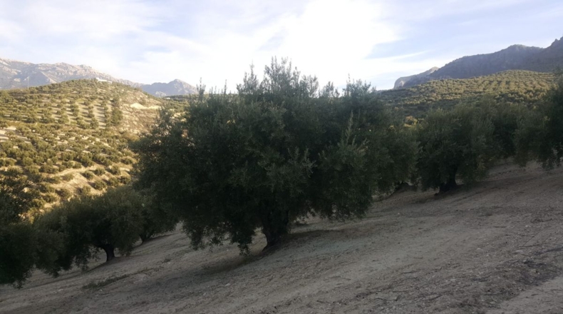 Jaén - Quesada - 15700m2