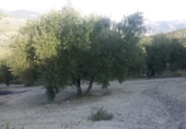 Non-developable land for sale in Quesada ref: TR53392 photo