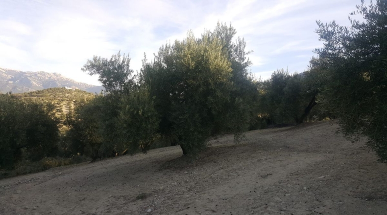 Jaén - Quesada - 15700m2
