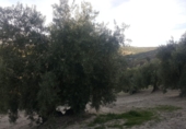 Non-developable land for sale in Quesada ref: TR53392 photo