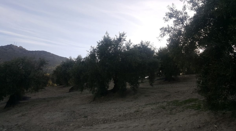 Jaén - Quesada - 15700m2