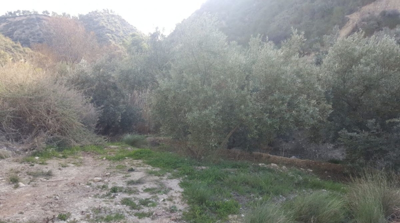 Jaén - Quesada - 15700m2