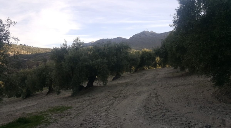 Jaén - Quesada - 15700m2