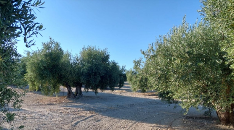 Jaén - Quesada - 23000m2