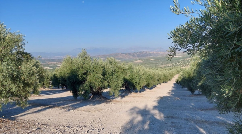 Jaén - Quesada - 23000m2