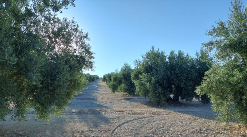 Jaén - Quesada - 23000m2
