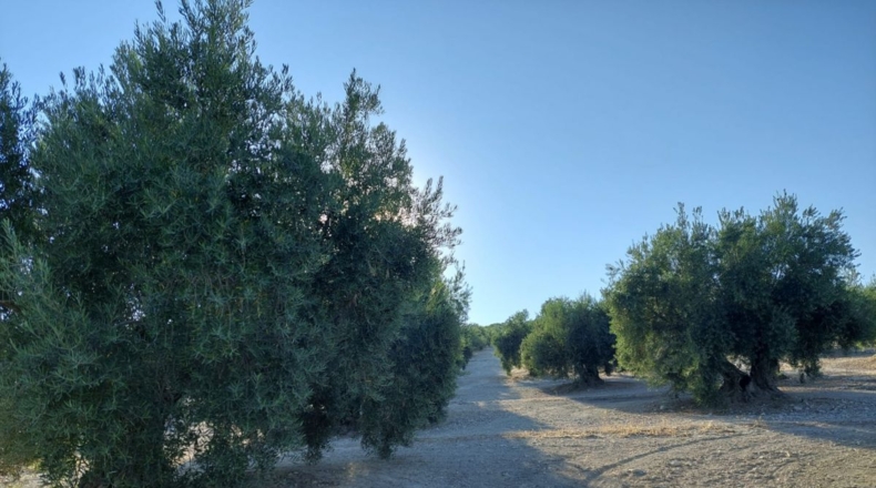 Jaén - Quesada - 23000m2