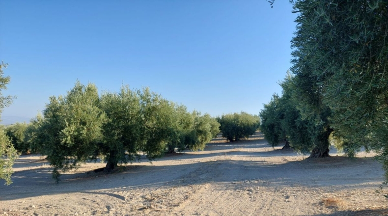 Jaén - Quesada - 23000m2