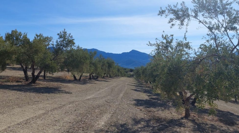 Jaén - Quesada - 29600m2