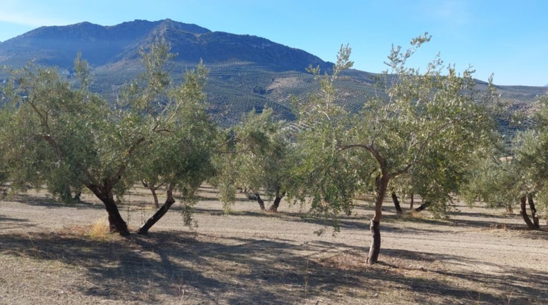 Jaén - Quesada - 29600m2