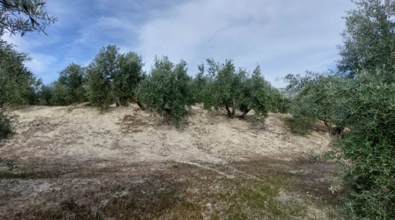 Jaén - Quesada - 15000m2