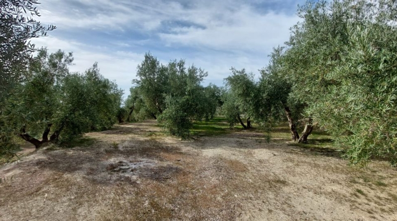 Jaén - Quesada - 15000m2