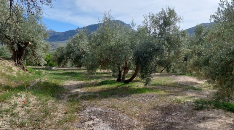Jaén - Quesada - 15000m2