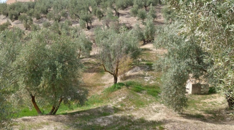 Jaén - Quesada - 15000m2