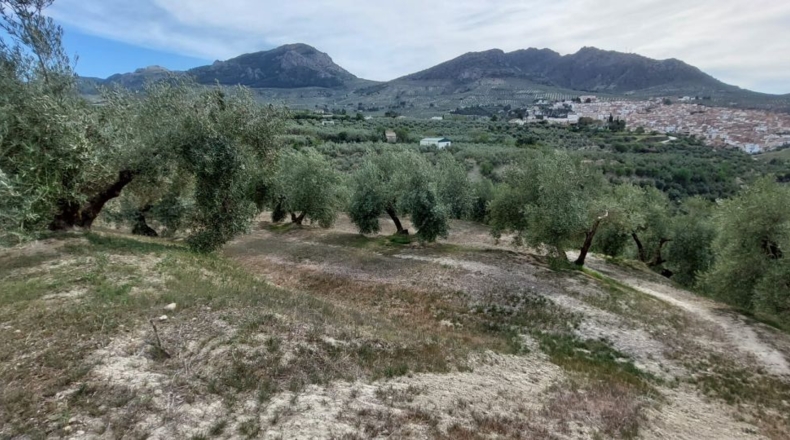 Jaén - Quesada - 15000m2