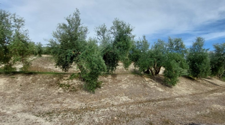 Jaén - Quesada - 15000m2
