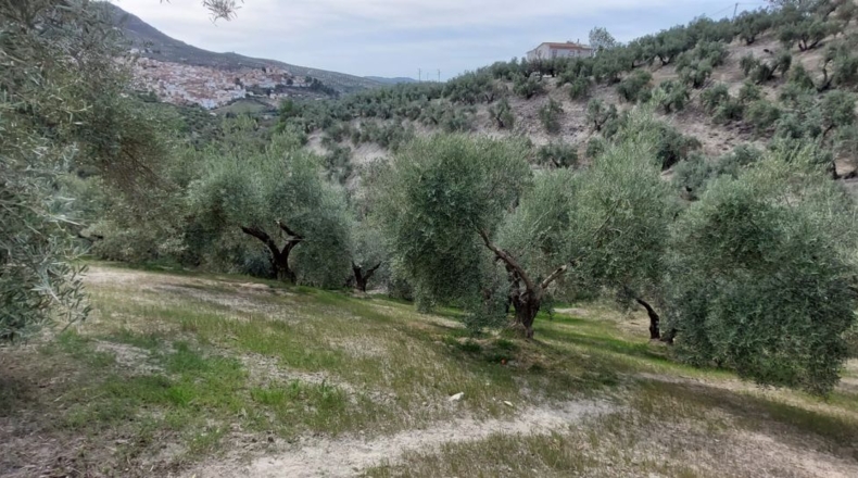 Jaén - Quesada - 15000m2