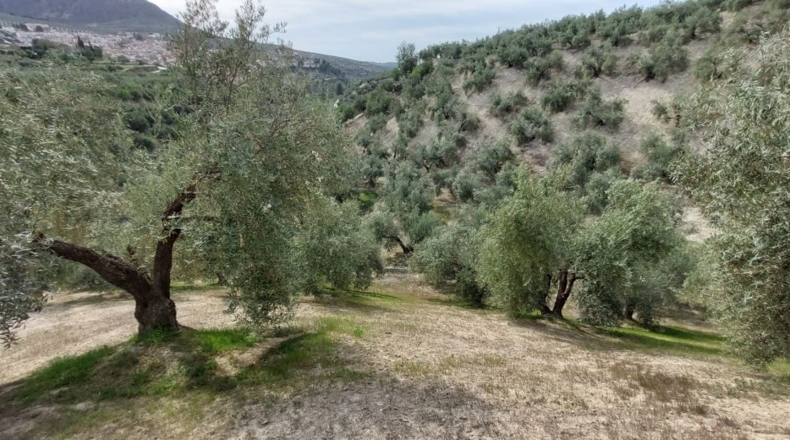 Jaén - Quesada - 15000m2
