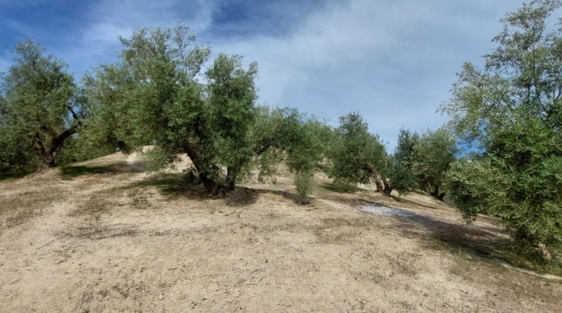 Jaén - Quesada - 15000m2