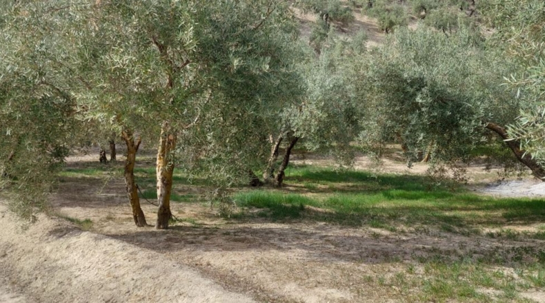 Jaén - Quesada - 15000m2