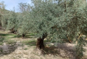 Foto 20