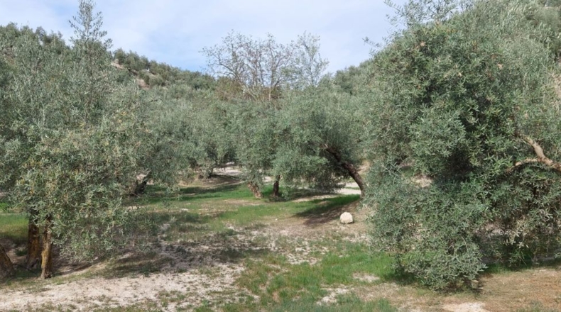 Jaén - Quesada - 15000m2