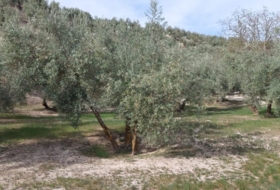 Foto 19