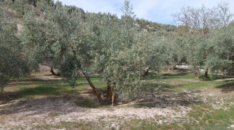 Jaén - Quesada - 15000m2