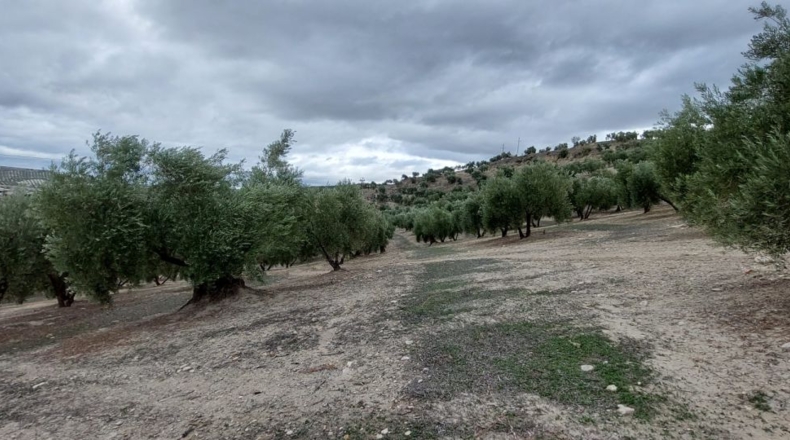 Jaén - Quesada - 30000m2