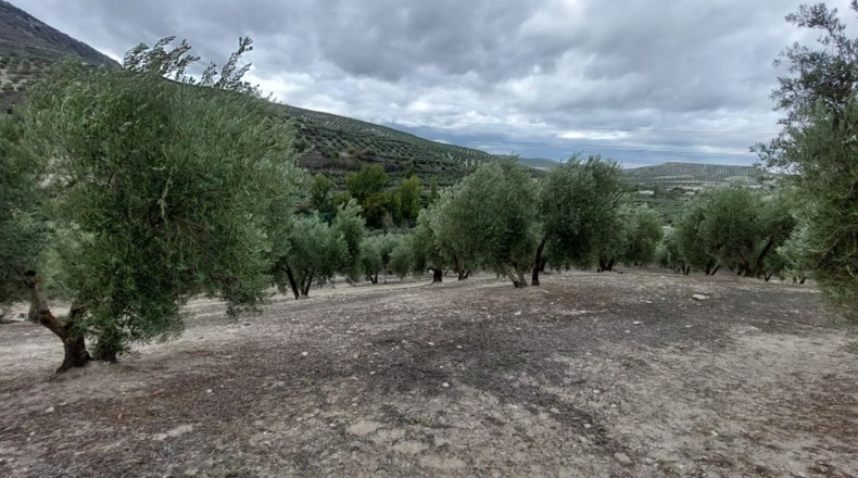 Jaén - Quesada - 30000m2