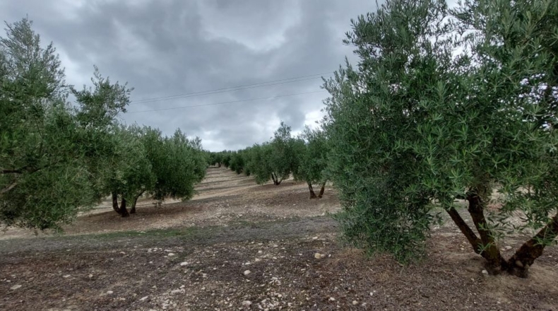 Jaén - Quesada - 30000m2