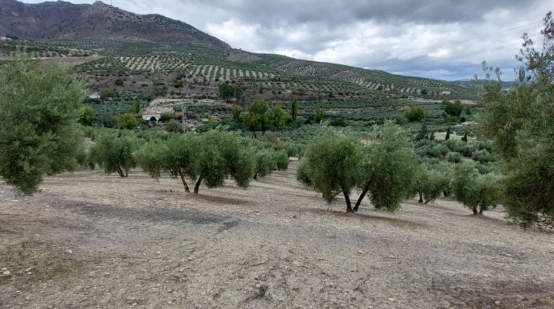 Jaén - Quesada - 30000m2