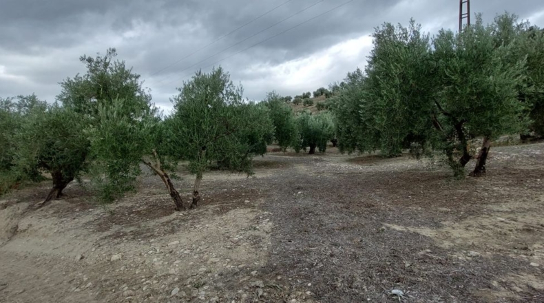 Jaén - Quesada - 30000m2