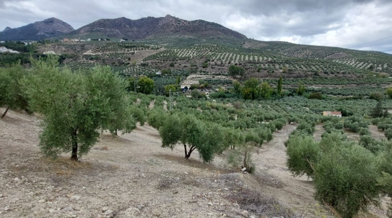 Jaén - Quesada - 30000m2