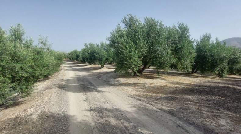 Jaén - Rincón - 60000m2