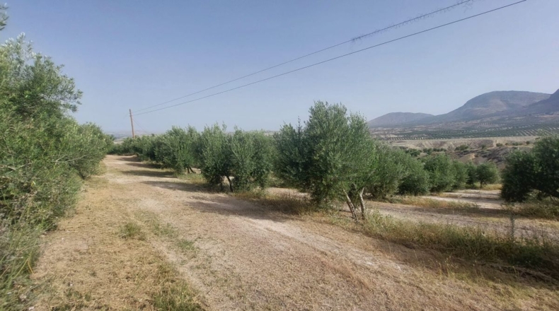 Jaén - Rincón - 60000m2
