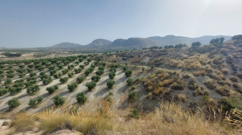 Jaén - Rincón - 60000m2