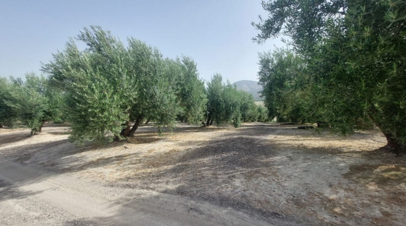 Jaén - Rincón - 60000m2