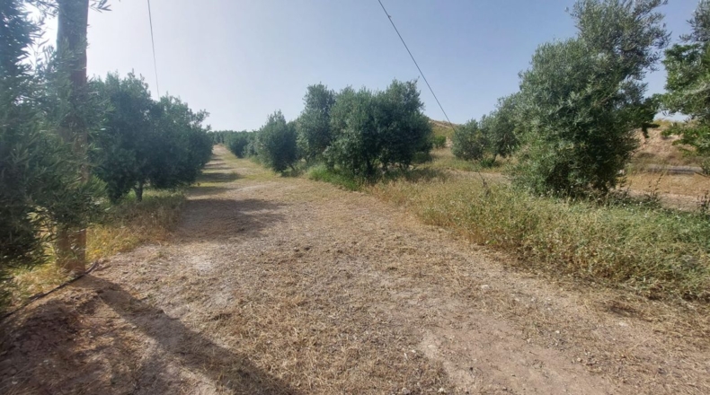 Jaén - Rincón - 60000m2