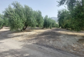 Huesa 60000&nbsp;м²
