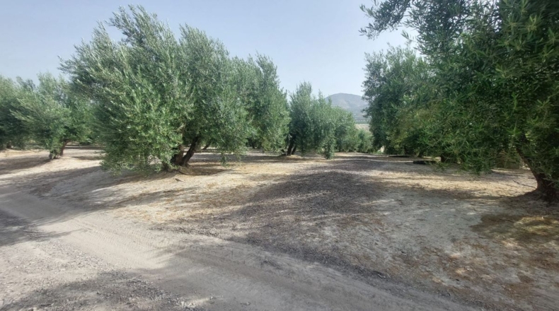 Jaén - Rincón - 60000m2