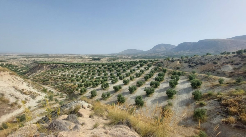 Jaén - Rincón - 60000m2