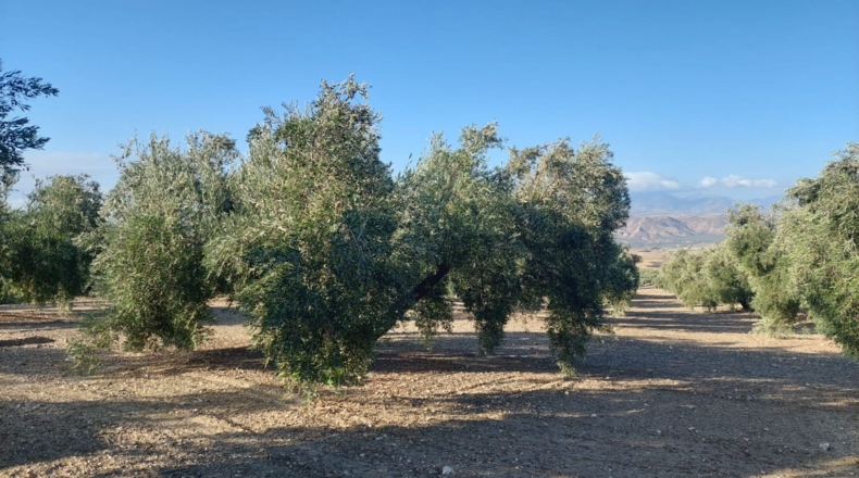 Jaén - Rincón - 7500m2
