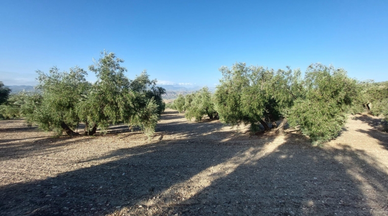 Jaén - Rincón - 7500m2