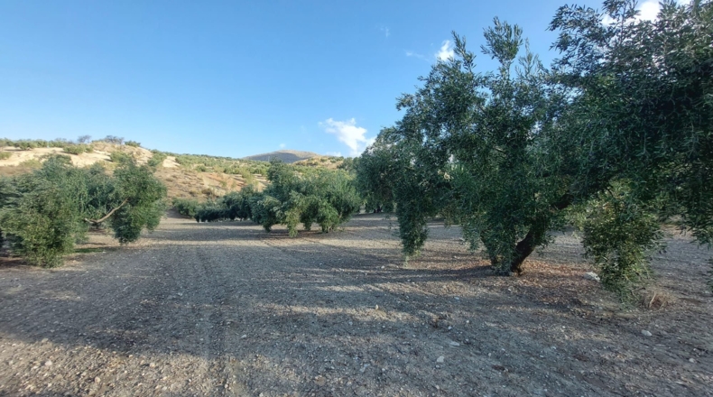 Jaén - Rincón - 7500m2