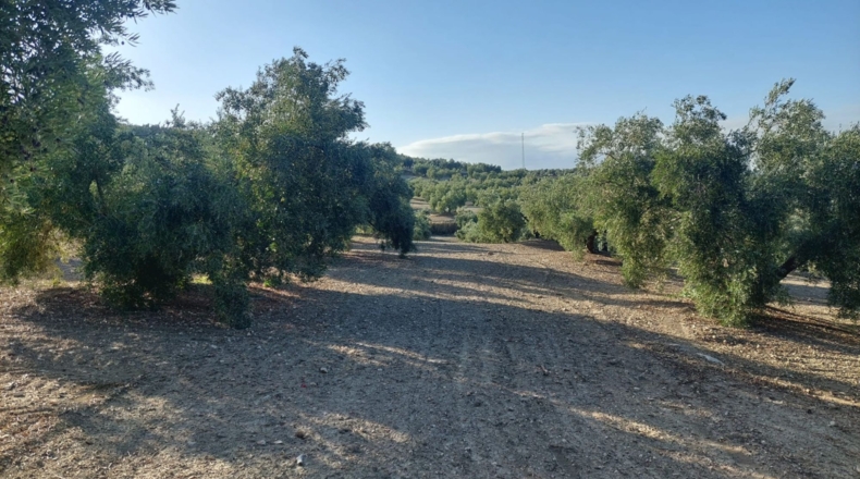 Jaén - Rincón - 7500m2