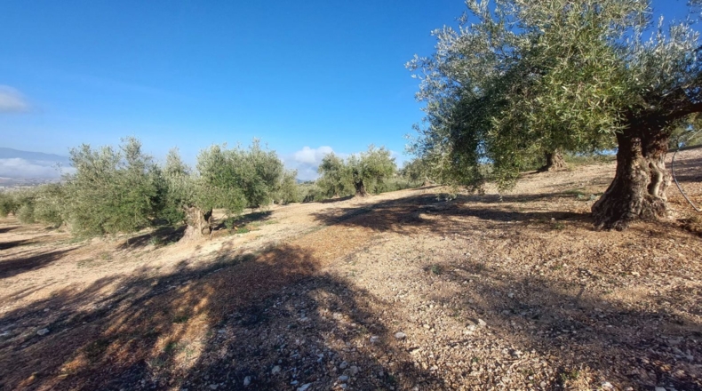 Jaén - Quesada - 17000m2