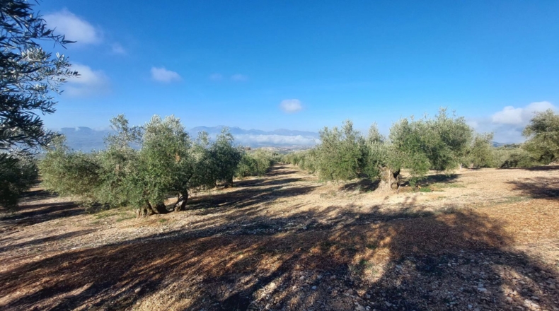 Jaén - Quesada - 17000m2
